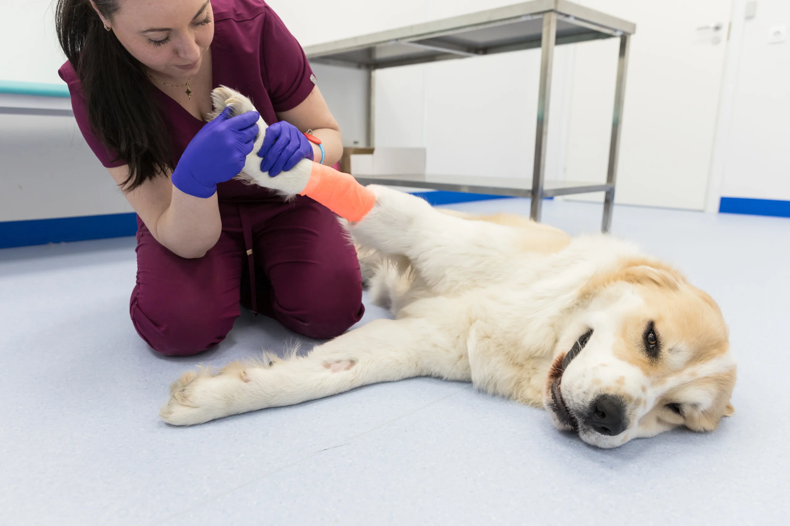 When A Dog Is Injured Or Killed The Dog Attack Attorneys when-a-dog-is-injured-or-killed-the-dog-attack-attorneys